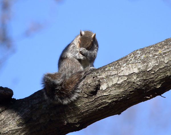 Squirrel grooming on Washington Square Park tree branch