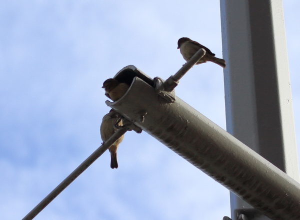 Sparrows sitting together on light fixture