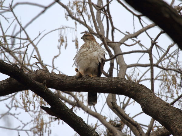 Cooper's Hawk resting with kicked out leg on tree