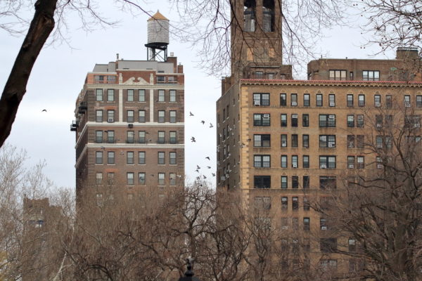 Washington Square Park pigeons flying above trees