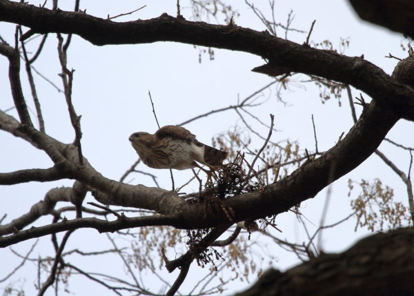 Cooper's Hawk leaping from tree