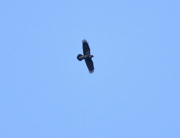 Raven flying over Washington Square Park