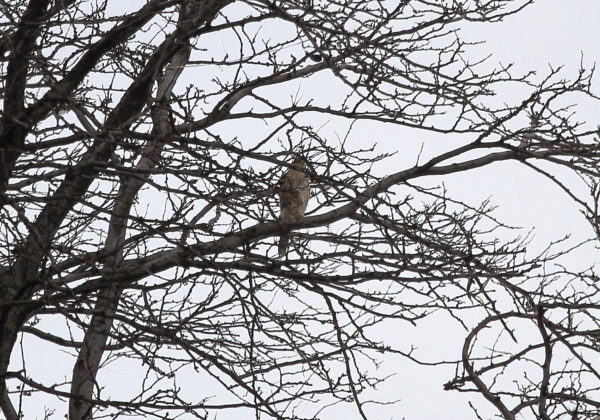 Cooper's Hawk in a rooftop tree