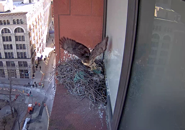 Bobby on nest cam flying out of the nest