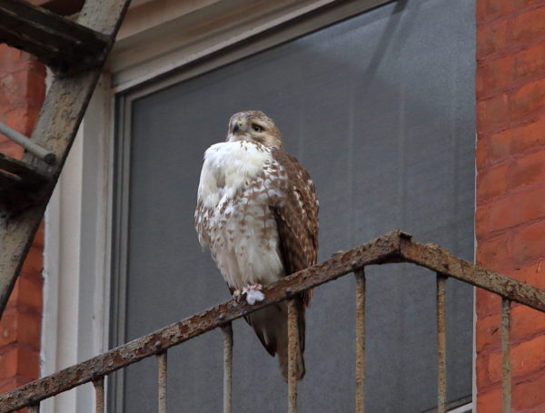 Young Red-tailed Hawk sitting on NYC fire escape