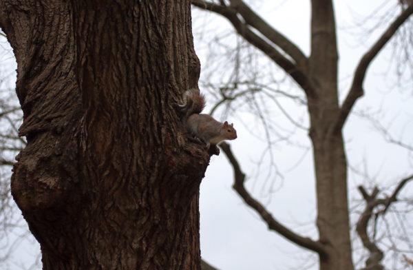 Washington Square Park squirrel perched on tree