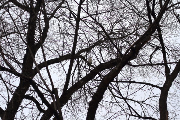 Washington Square Park Cooper's Hawk sitting in a distant tree