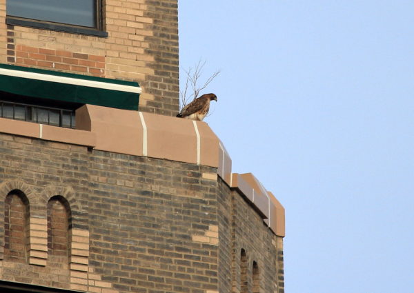 Washington Square Park Hawk Sadie perched on One Fifth