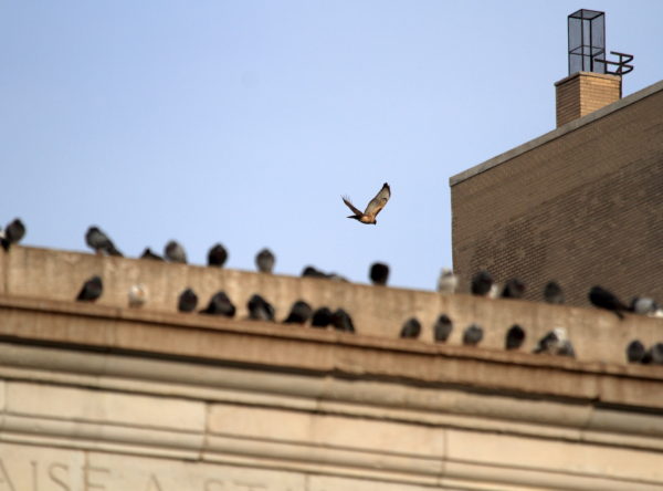 Washington Square Park Hawk Sadie flying past pigeons on arch