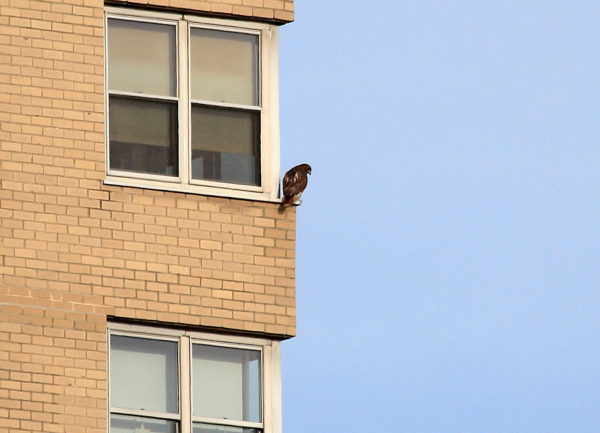 Washington Square Park Hawk Sadie perched on side of building