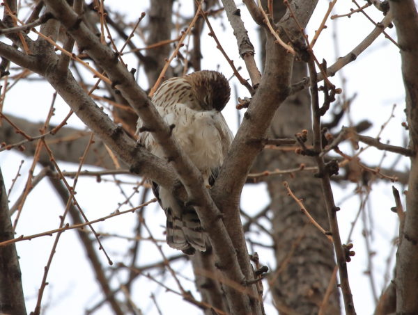 Cooper's Hawk preening on Washington Square Park tree