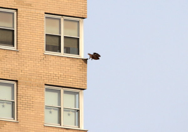 Washington Square Park Hawk diving off side of building