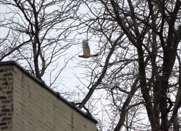 Cooper's Hawk flying through rooftop tree