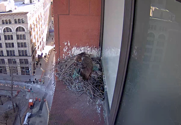 Bobby on nest cam flying out of the nest