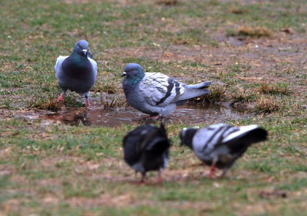 Washington Square Park pigeons gathered at a rain puddle