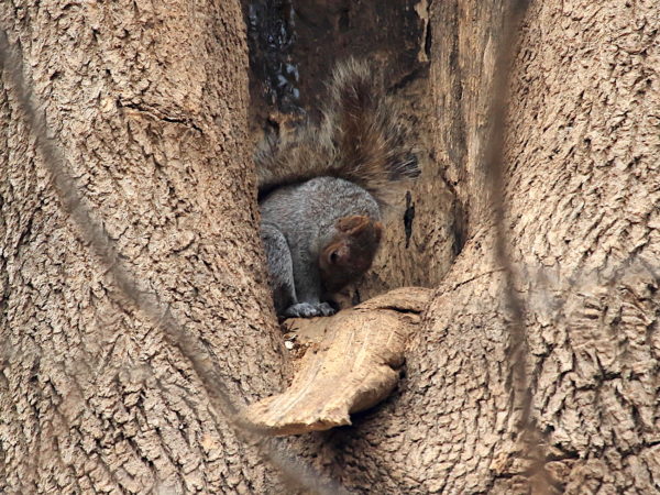 Washington Square Park squirrel curled in a tree hole