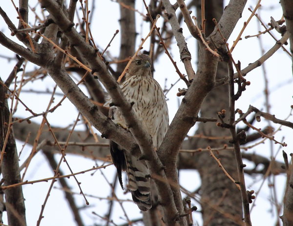 Cooper's Hawk sitting on park tree