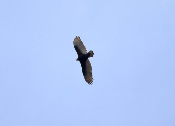 Turkey Vulture circling over Washington Square Park NYC