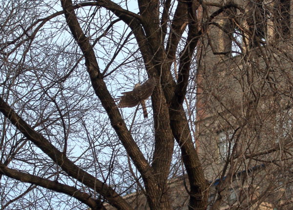 Washington Square Park Cooper's Hawk landing in tree