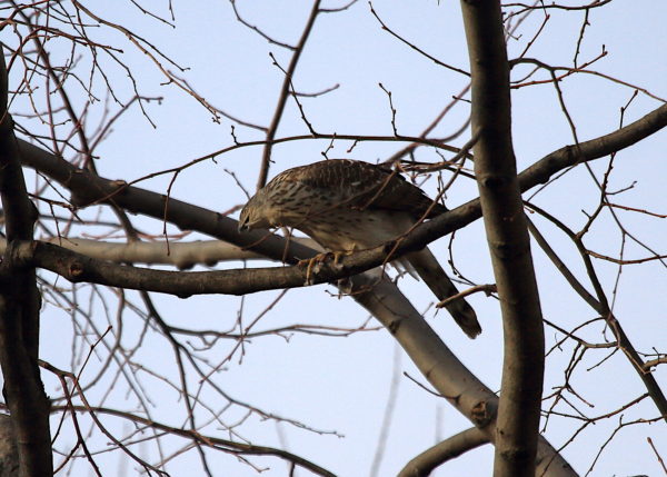 Cooper's Hawk spitting feather out of its beak