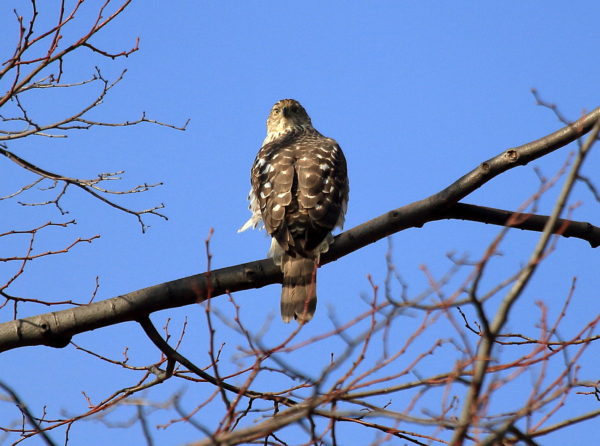 Washington Square Park Cooper's Hawk