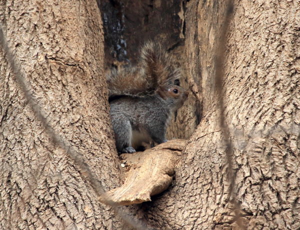 Squirrel sitting in a tree hole