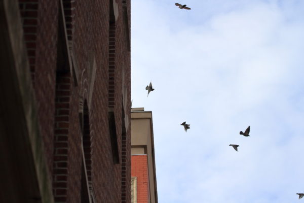NYC pigeons flying scattered in the sky