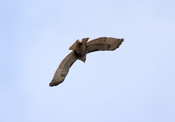 NYC young Red-tailed Hawk flying