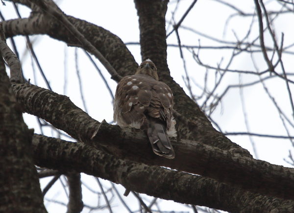 Cooper's Hawk sitting in a tree with back to camera