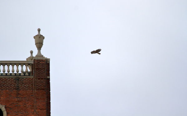 Washington Square Park Hawk Bobby flying to urn ornament on building top