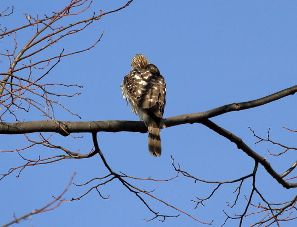 Preening Cooper's Hawk in Washington Square Park tree