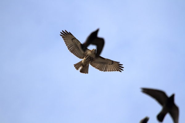 Young Red-tailed Hawk flying above NYC with pigeons
