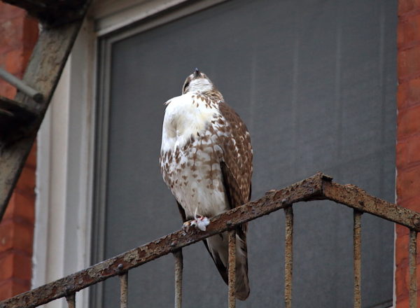 Young Red-tailed Hawk sitting on NYC fire escape