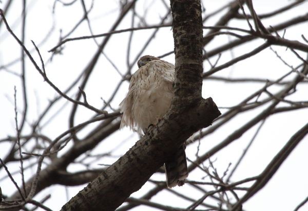 Cooper's Hawk sitting on tree branch