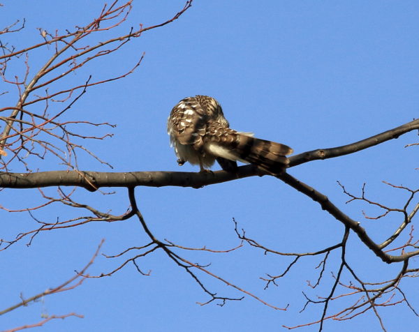 Preening Cooper's Hawk in Washington Square Park tree