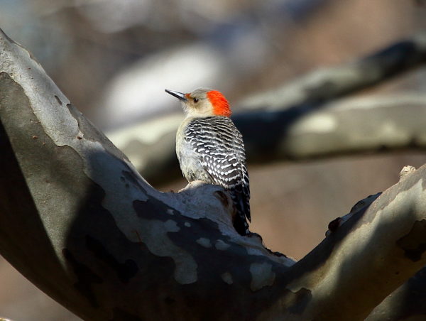 Red-bellied Woodpecker in Washington Square Park tree