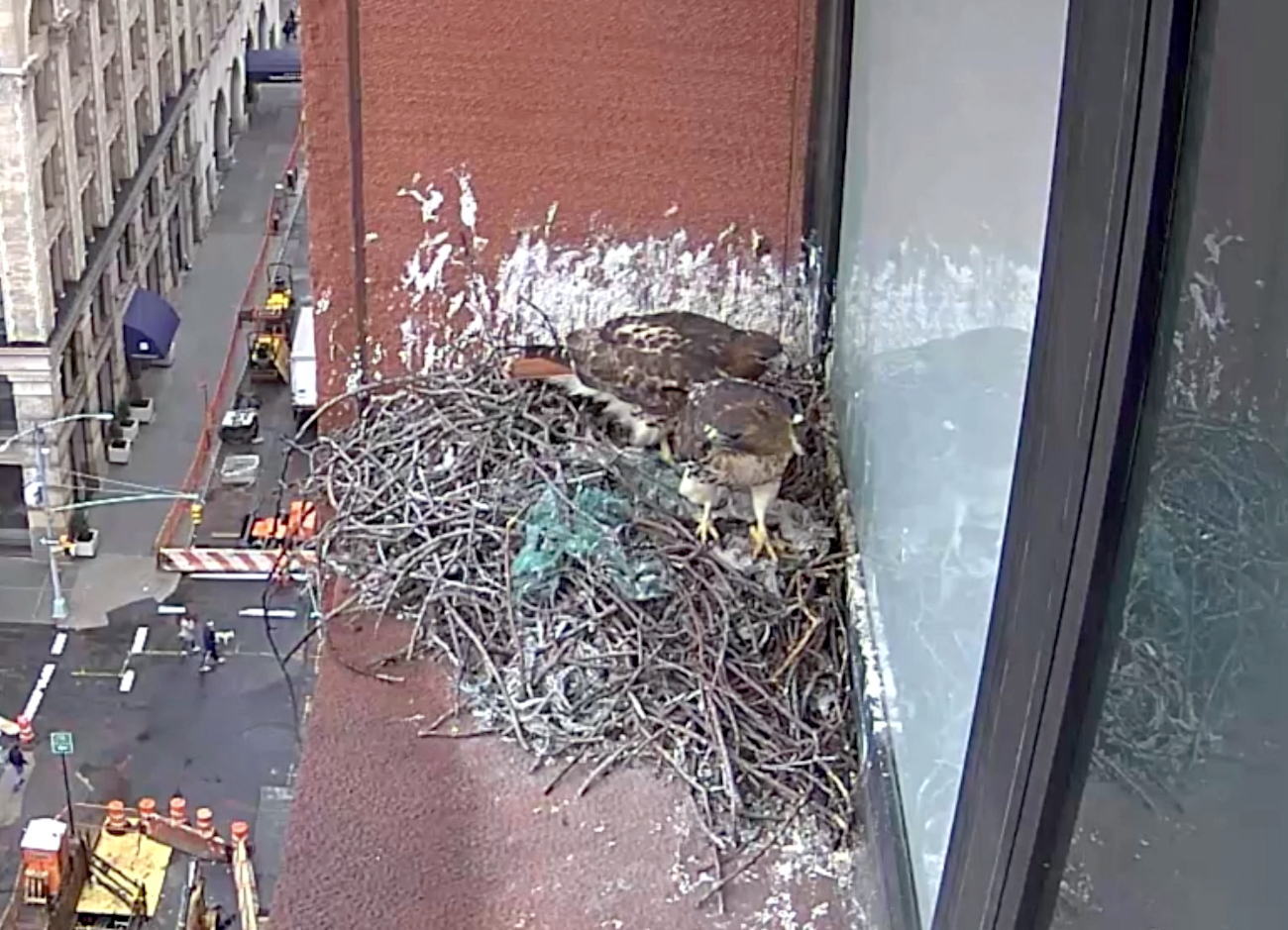 Bobby and Sadie Hawk in nest