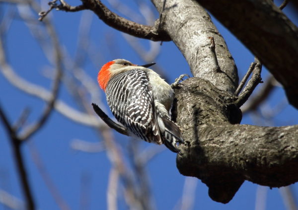 Red-bellied Woodpecker on Washington Square Park tree branch