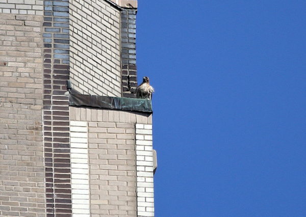 Bobby Hawk sitting on One Fifth Avenue building
