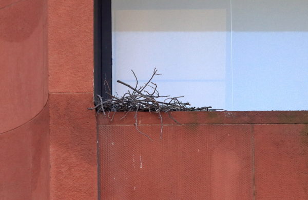 Hawk nest in NYU window as seen from below