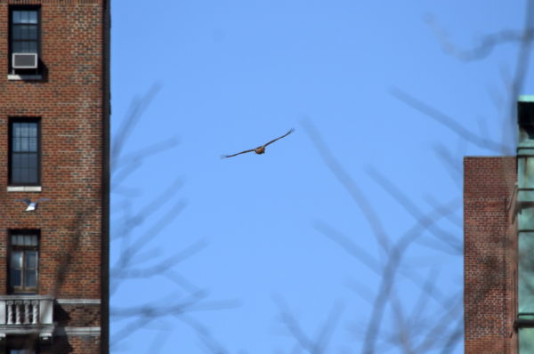 Sadie Hawk flying toward buildings