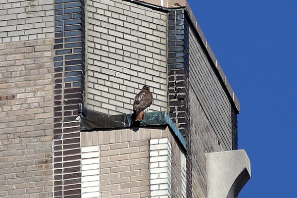 Red-tailed Hawk Sadie sitting on One Fifth Avenue building