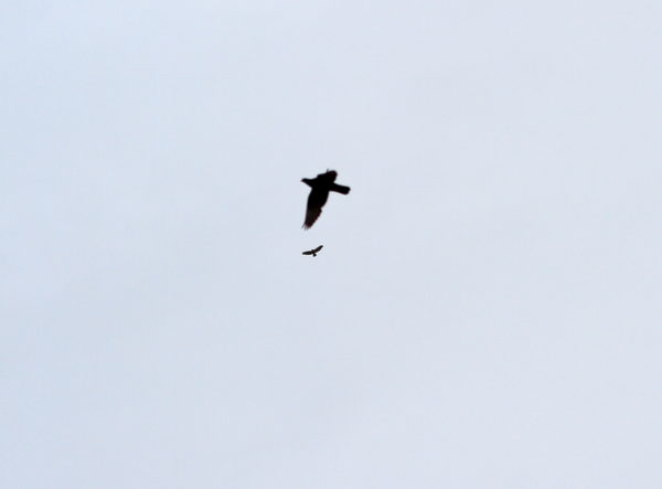 NYC Red-tailed Hawk flying with pigeon