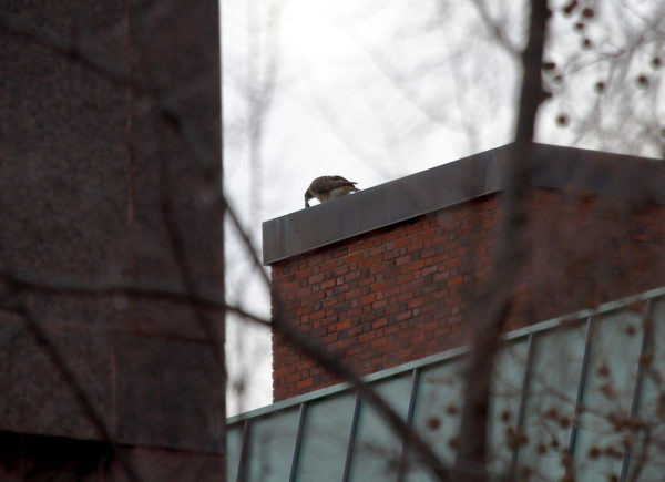 Sadie Hawk with food in her beak on a building top