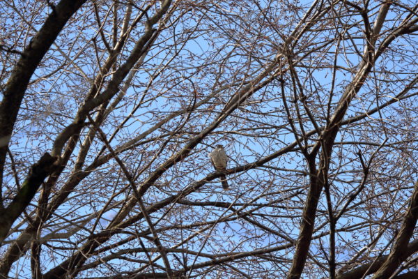 Cooper's Hawk sitting on Union Square Park tree branch
