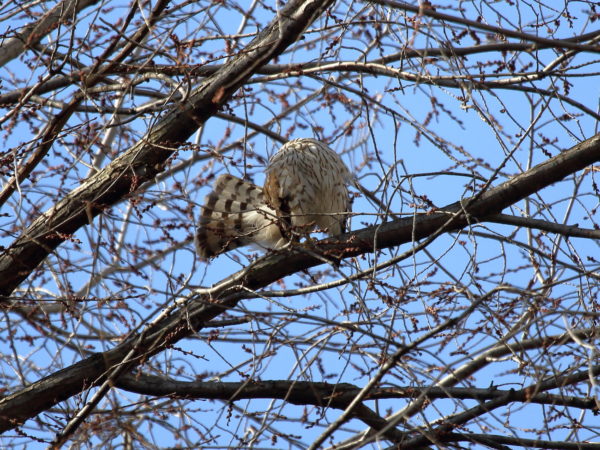 Union Square Park Cooper's Hawk preening tail feathers