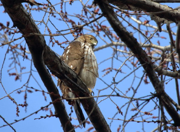 Union Square Park Cooper's Hawk looking down while sitting in tree