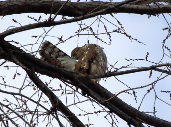 Union Square Park Cooper's Hawk preening tail feathers