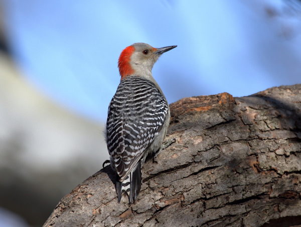Red-bellied Woodpecker on Washington Square Park tree branch