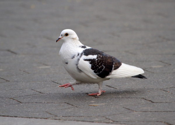 Black and white pigeon walking around Washington Square Park 